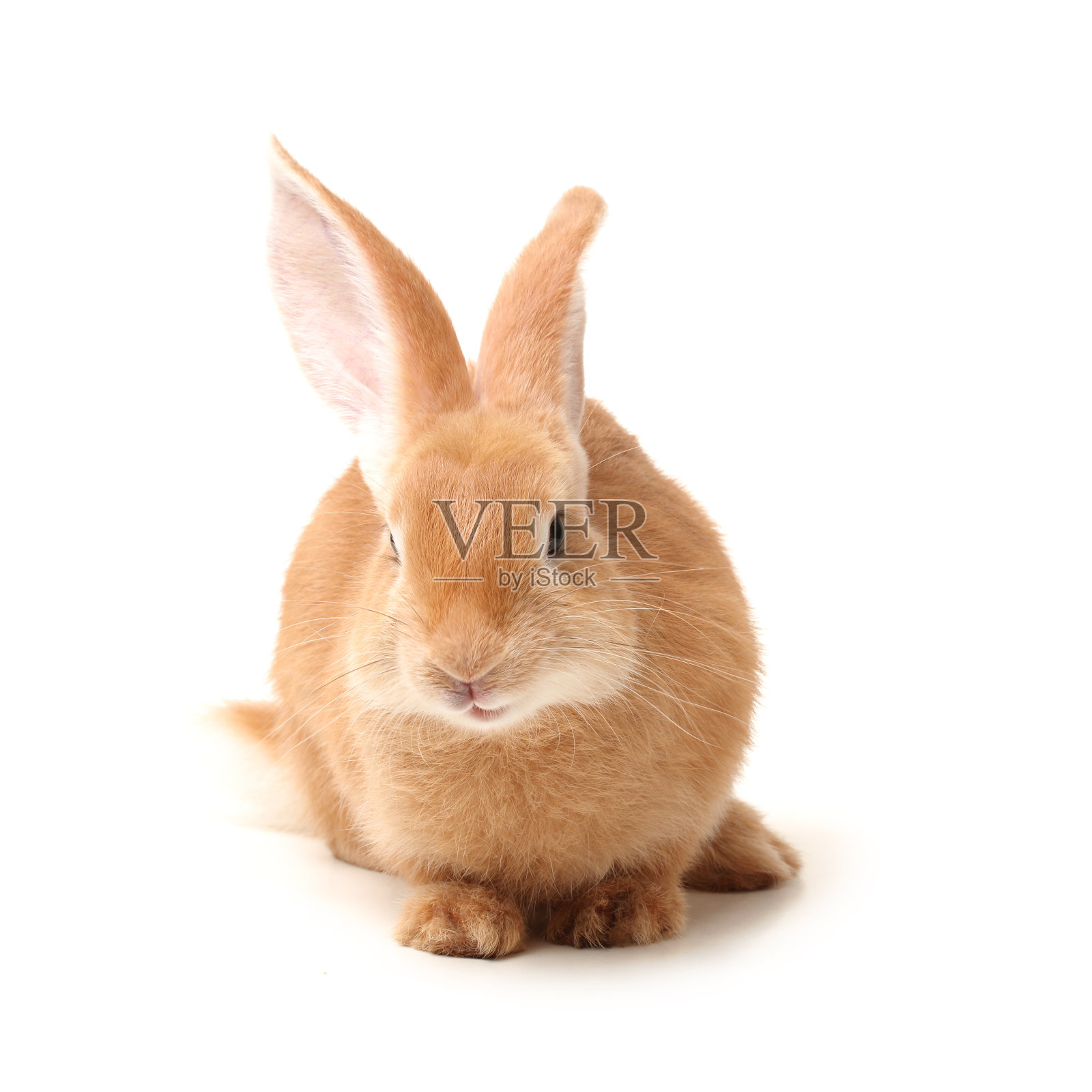 兔子孤立在白色背景照片摄影图片