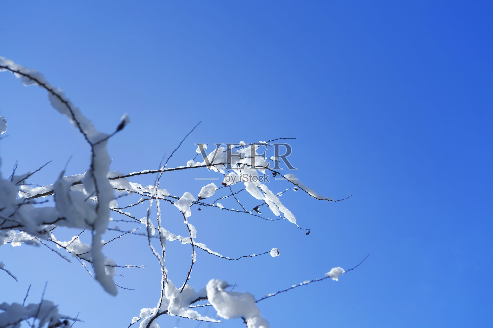 雪后的雪堆在冬天的树枝上照片摄影图片