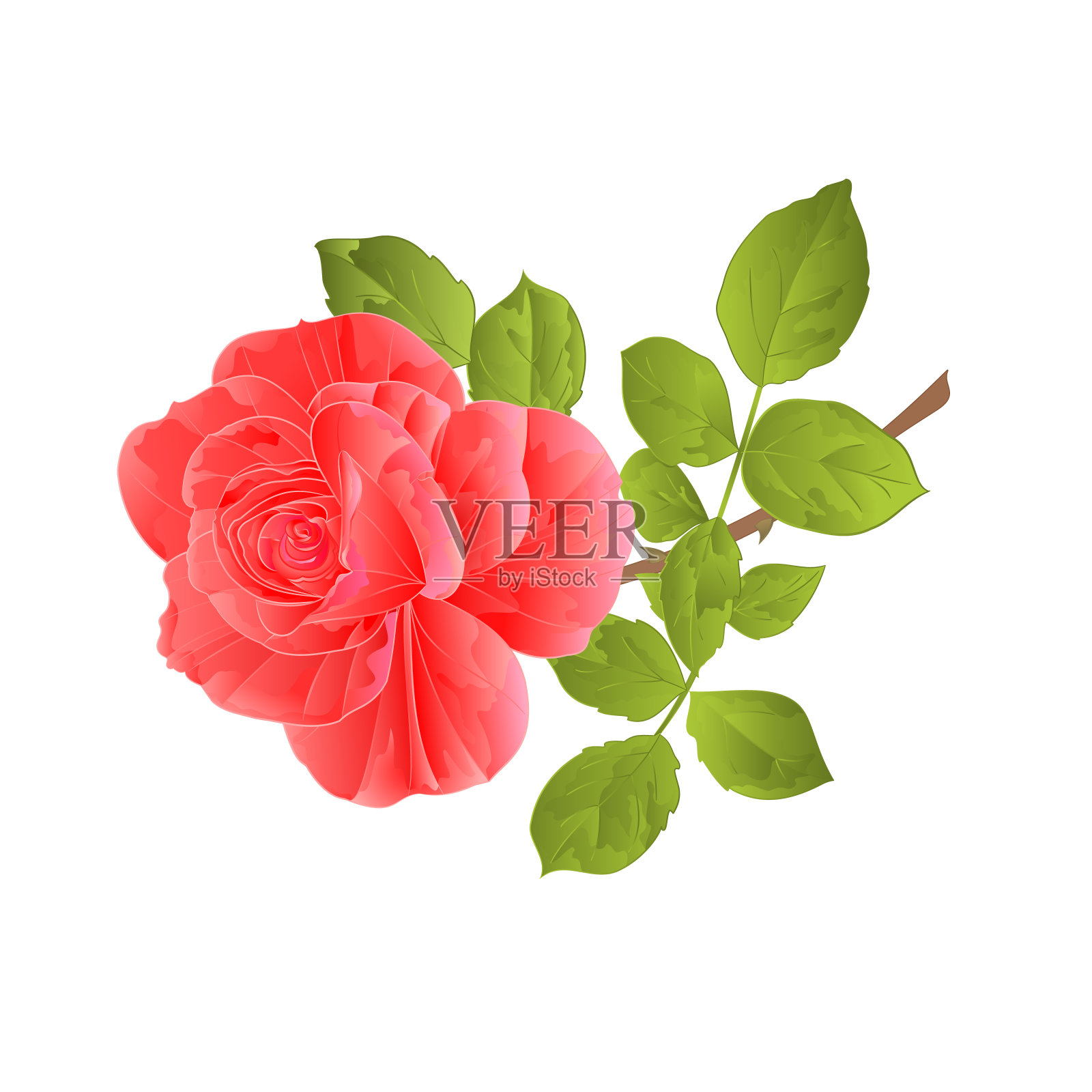 玫瑰粉和叶葡萄在白色背景矢量插图可编辑设计元素图片