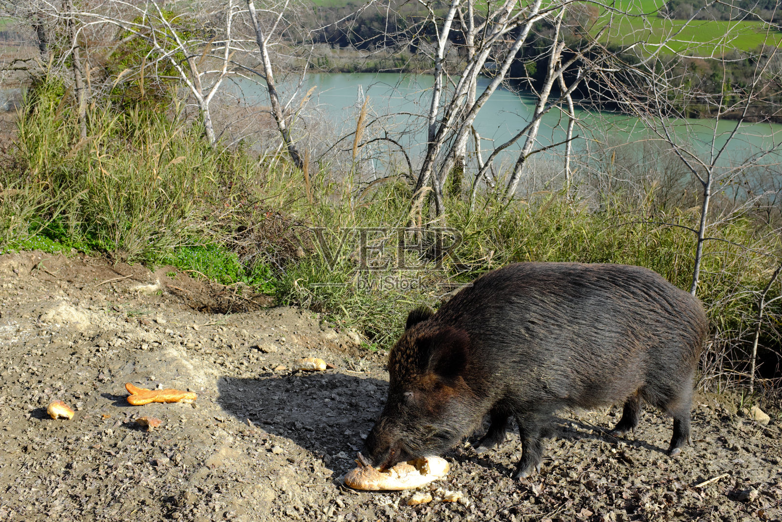 在特维尔河边吃东西的野猪照片摄影图片