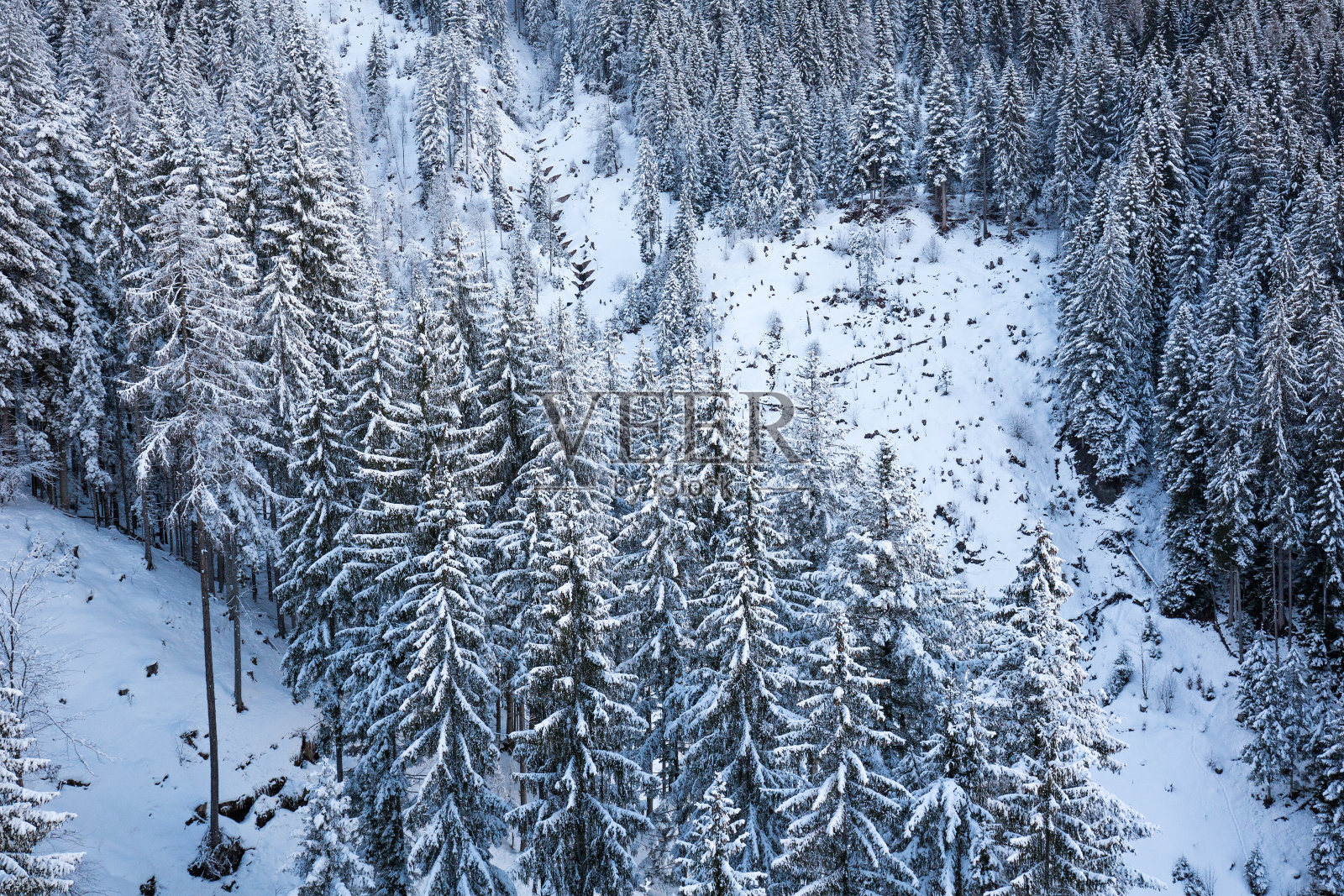 阿尔卑斯山的冬季森林照片摄影图片