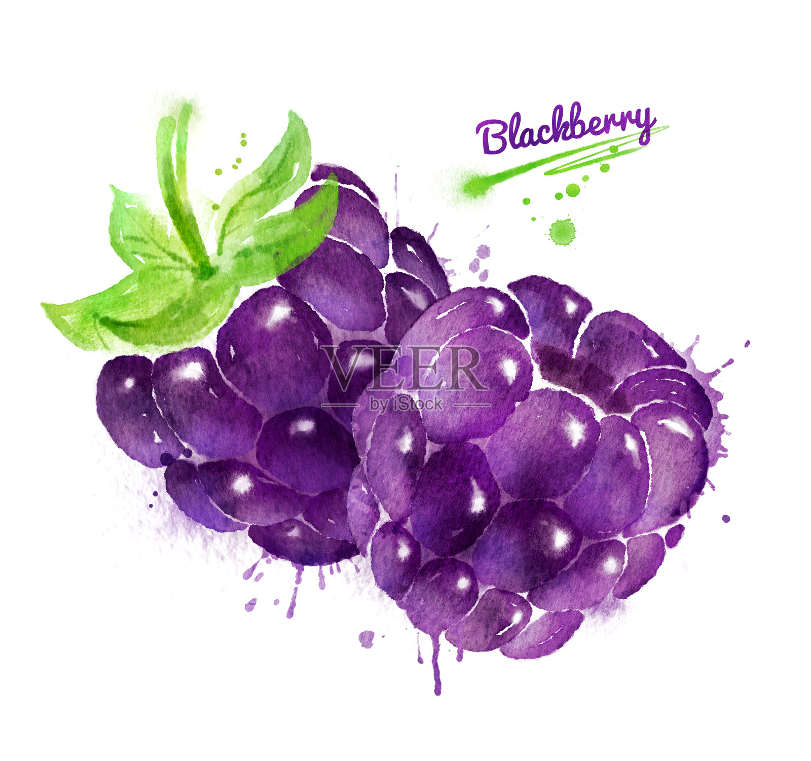两个黑莓的水彩画插图插画图片素材