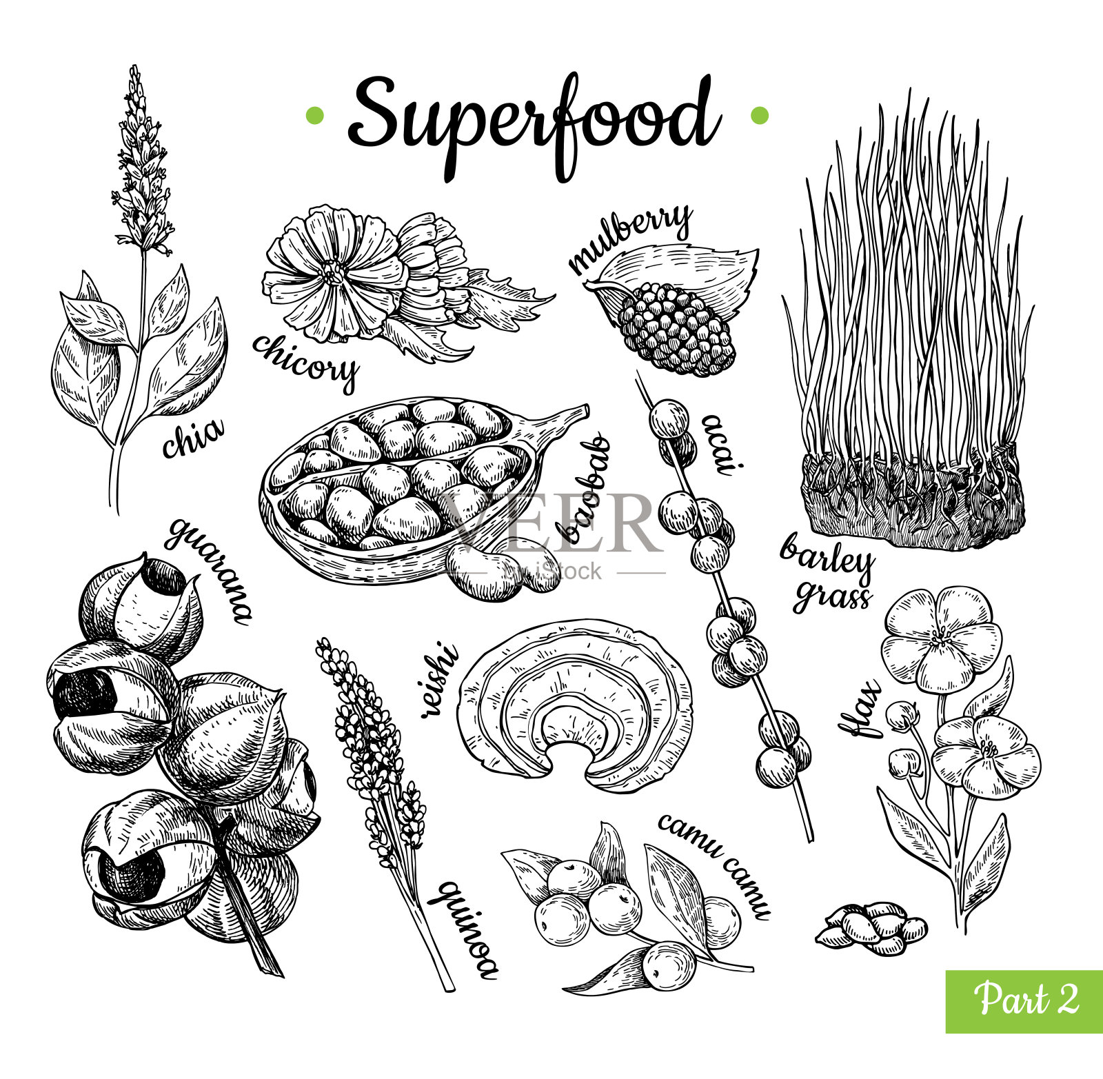 超级食物手绘矢量图。植物隔离犁式插画图片素材