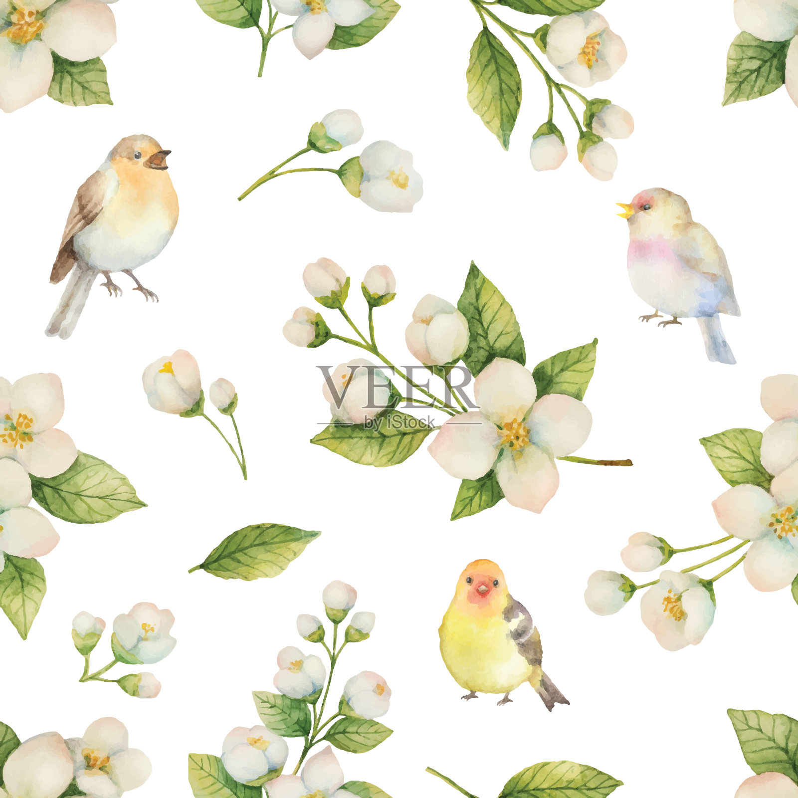 水彩矢量无缝模式与鸟和花茉莉孤立在白色的背景。插画图片素材