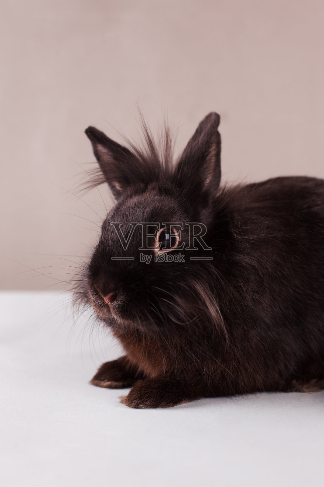黑色的兔子在灰色的背景照片摄影图片