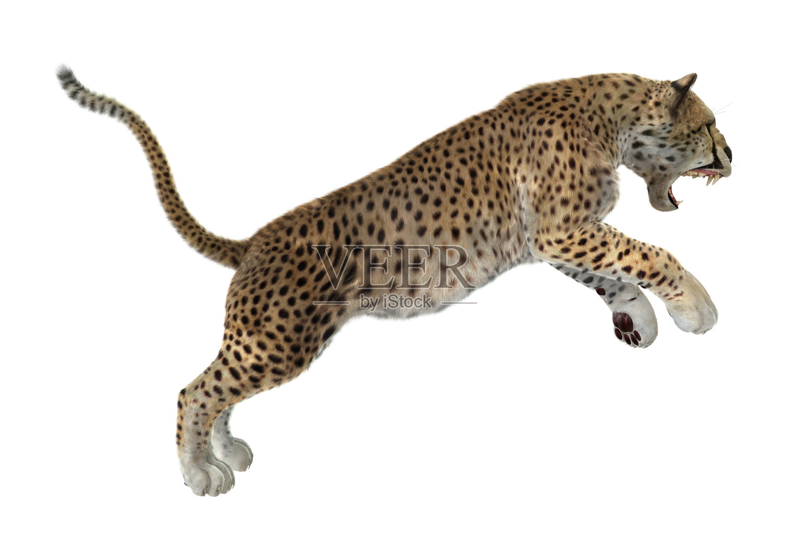 3D渲染大猫猎豹在白色照片摄影图片