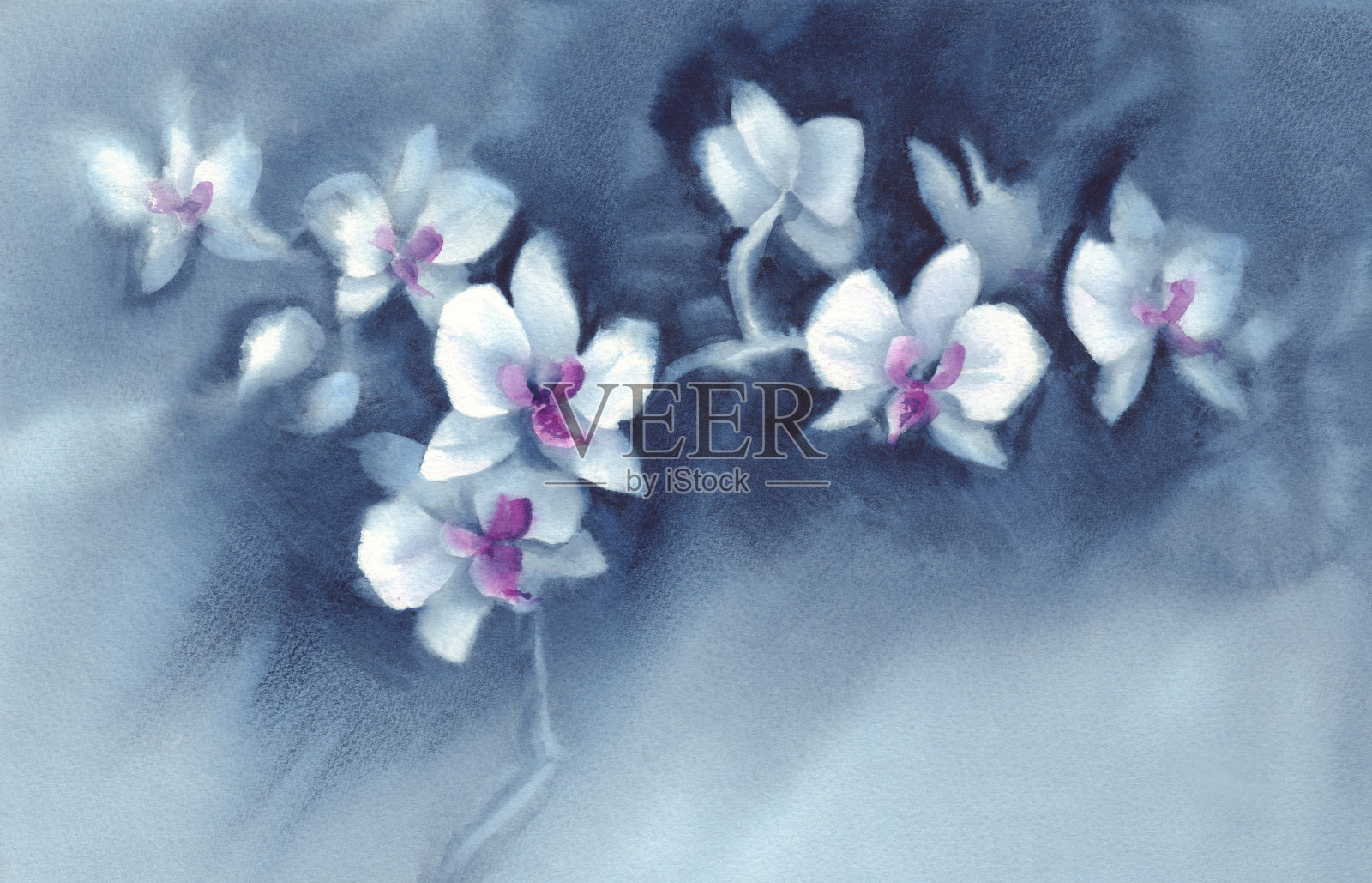 白色兰花花在深蓝色的背景水彩插画图片素材