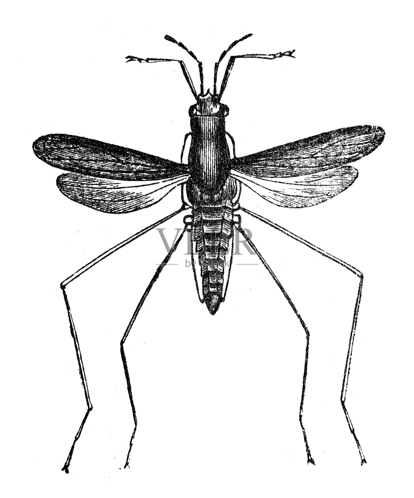水蚊、飞水虫的古董插图设计元素图片