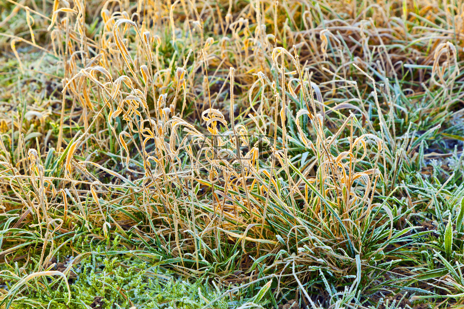 草地上结了冰的草照片摄影图片