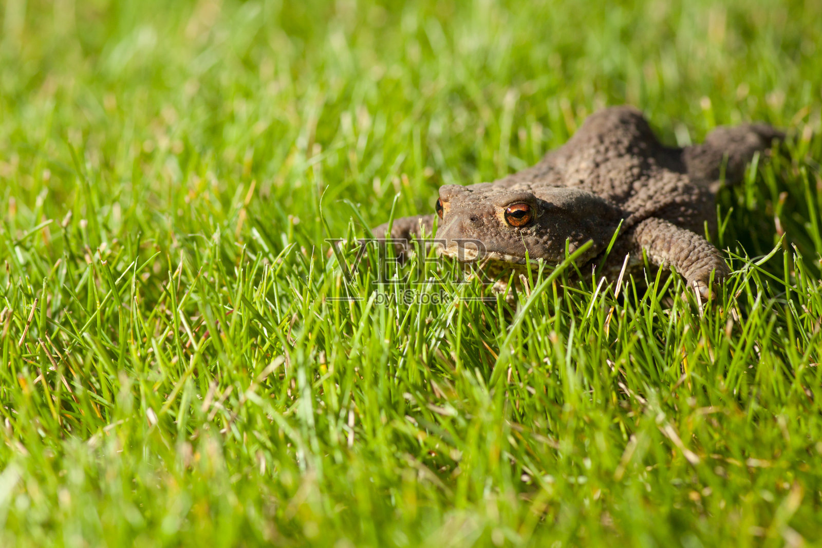 青蛙坐在绿草地上照片摄影图片