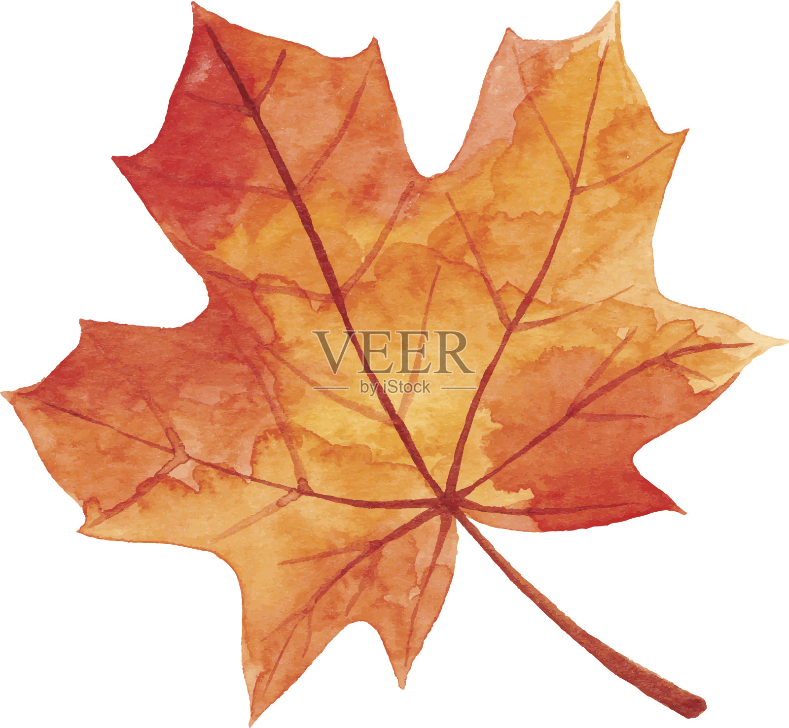 秋天的枫叶-水彩画设计元素图片