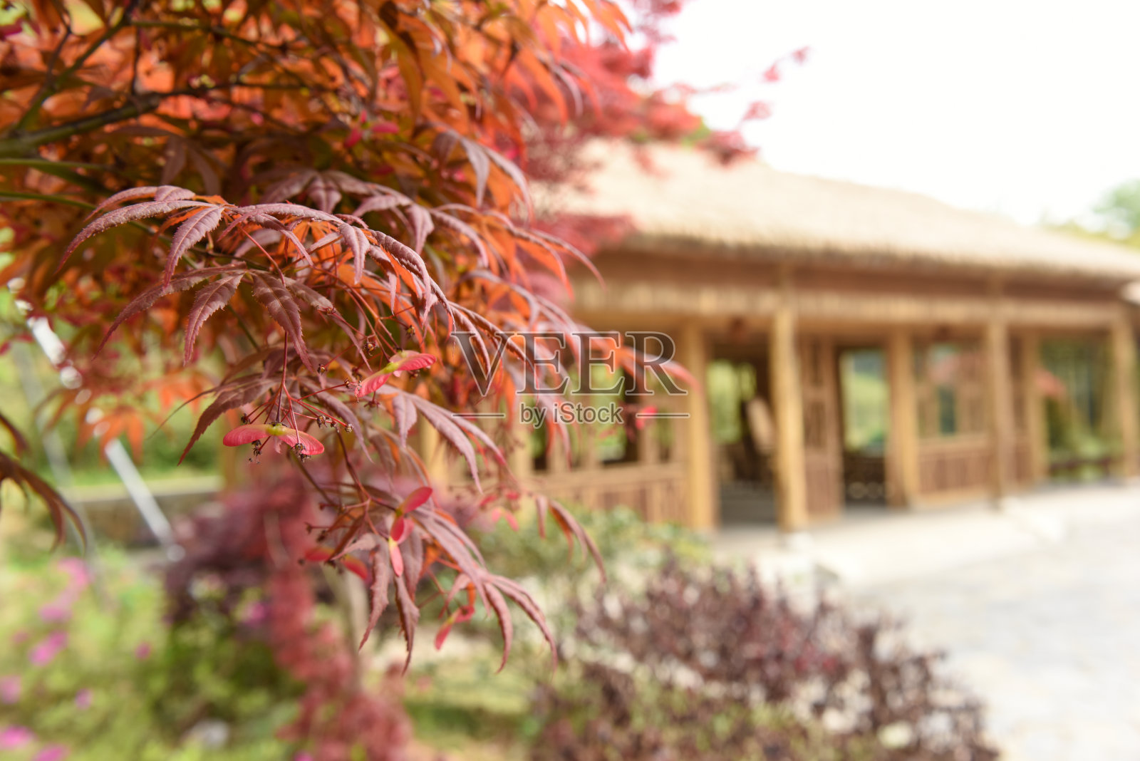 红色枫树和模糊的传统木屋在山上的特写。照片摄影图片