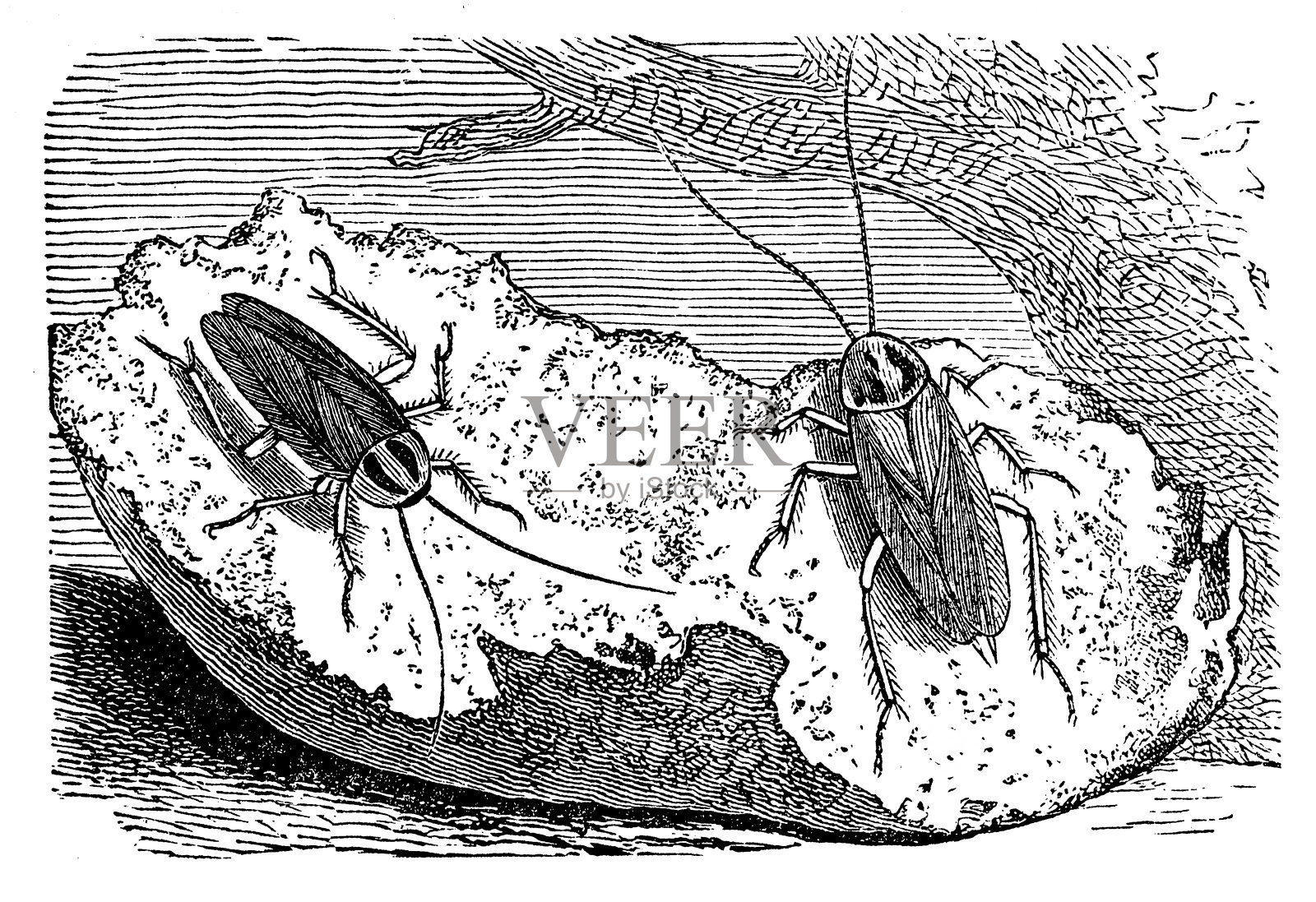 德国蟑螂(德国小蠊)设计元素图片