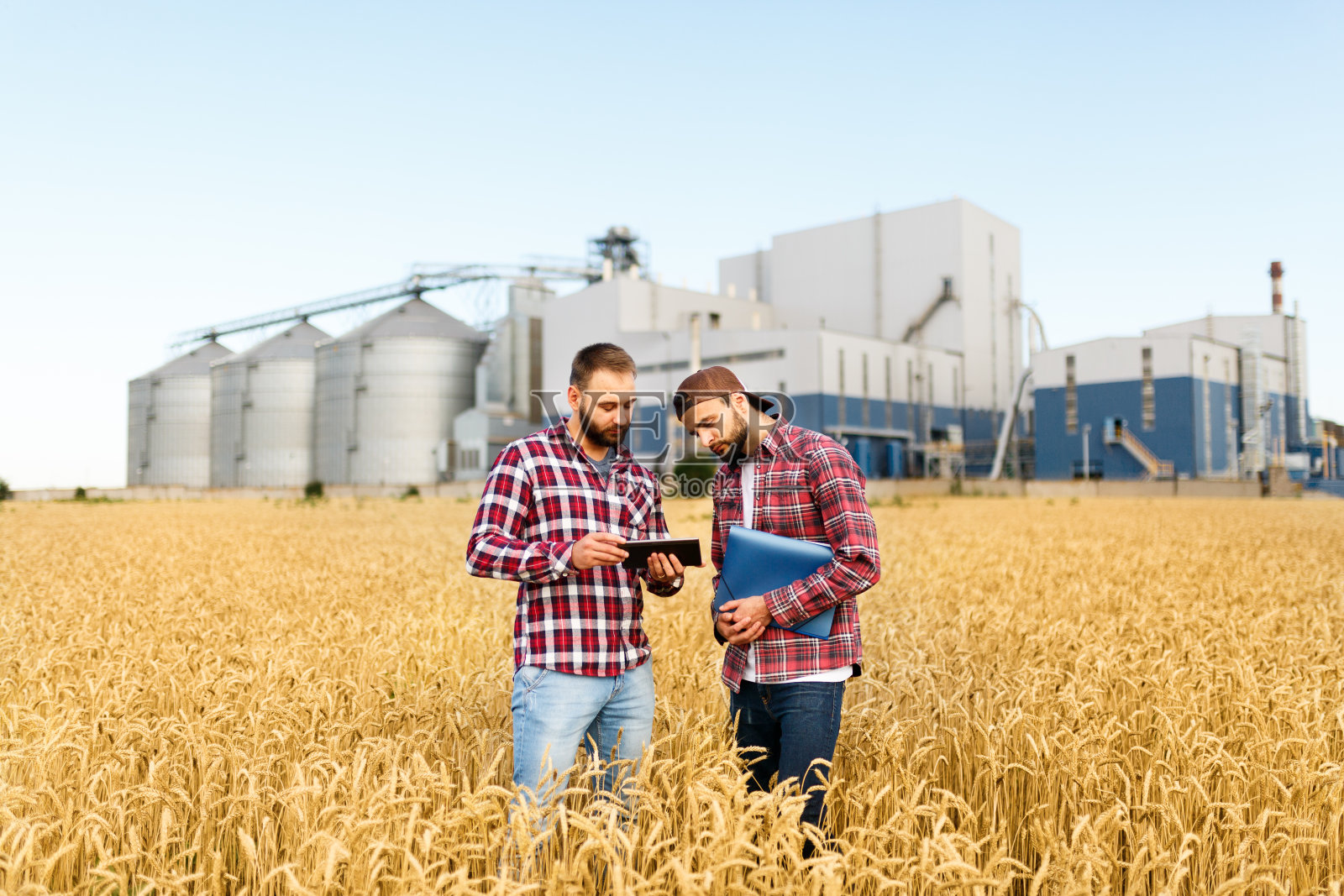两个农民拿着石板站在麦田里。农学家以谷物终端电梯为背景，探讨小麦穗间的收获与作物照片摄影图片