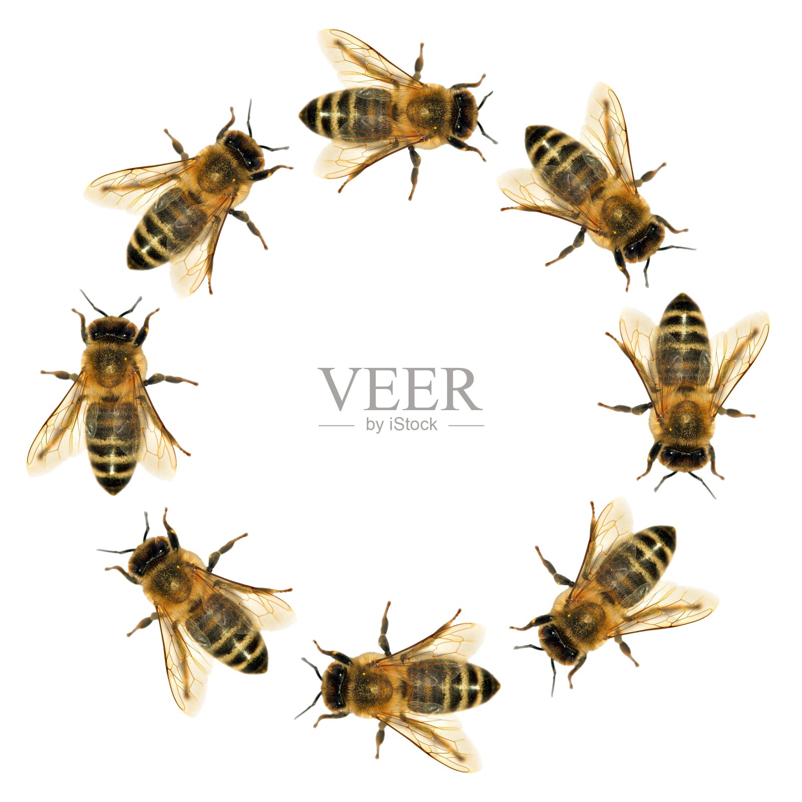 一群蜜蜂或圆圈中的蜜蜂照片摄影图片