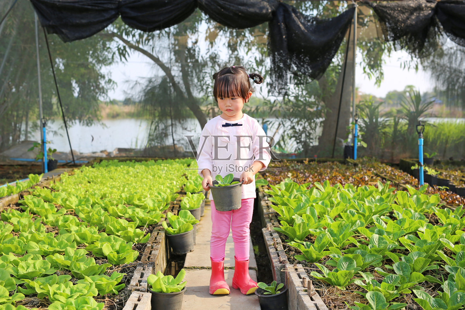 农夫小女孩抱着小莴苣盆在莴苣丛中。照片摄影图片