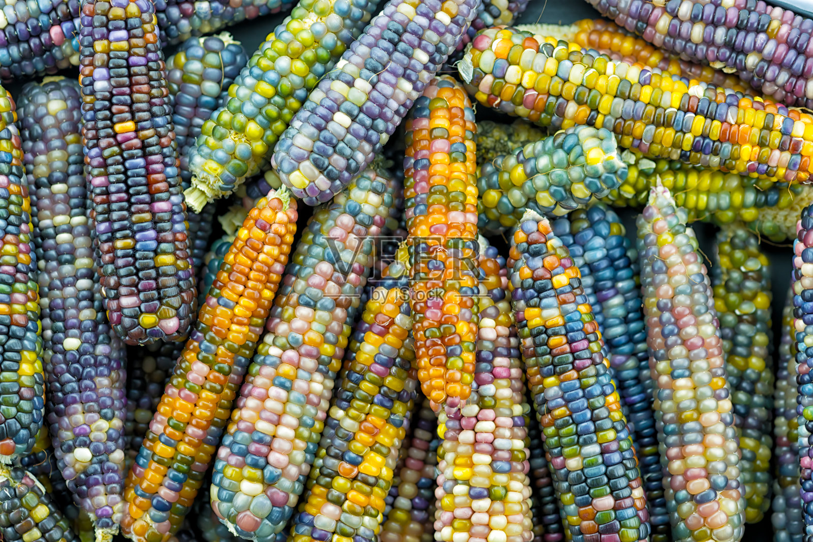 玻璃宝石耳朵，独特的彩虹色玉米品种照片摄影图片