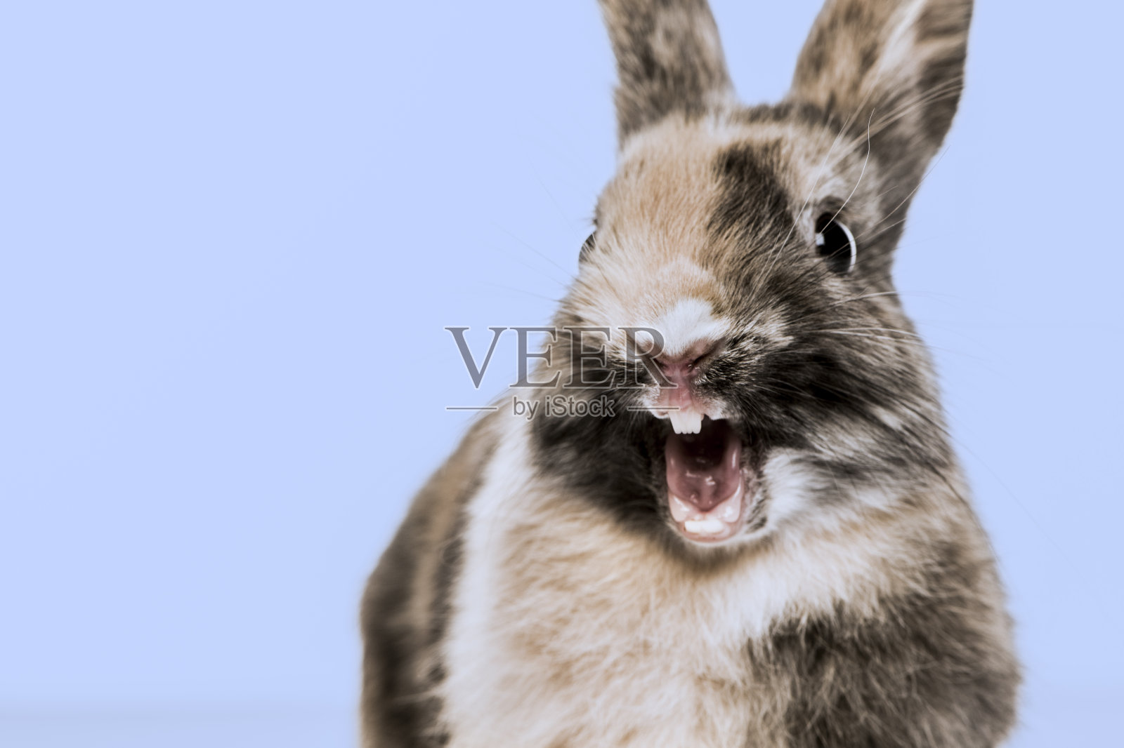 蓝色背景下一只有趣的兔子的特写照片摄影图片