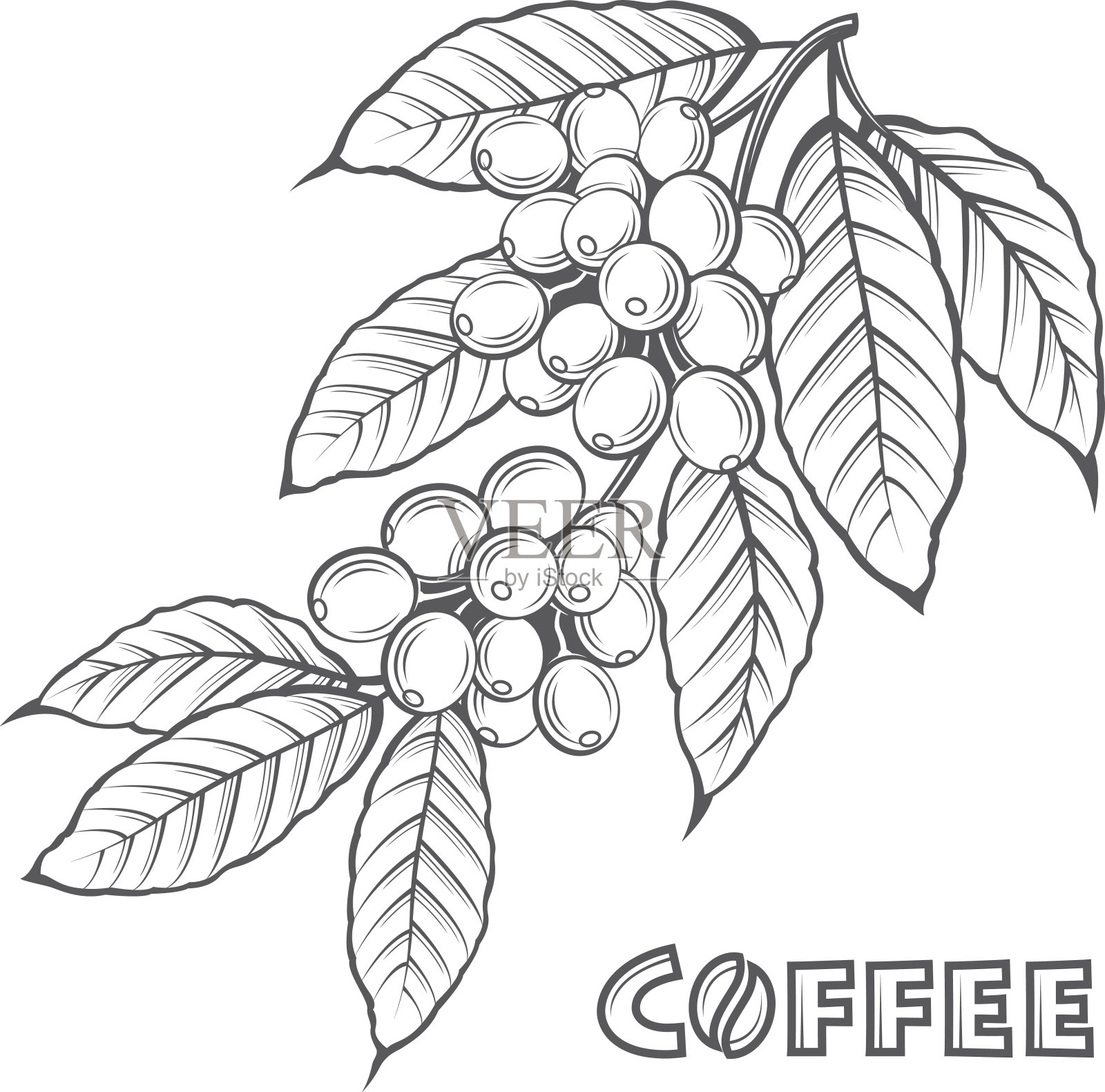 咖啡分支形象插画图片素材