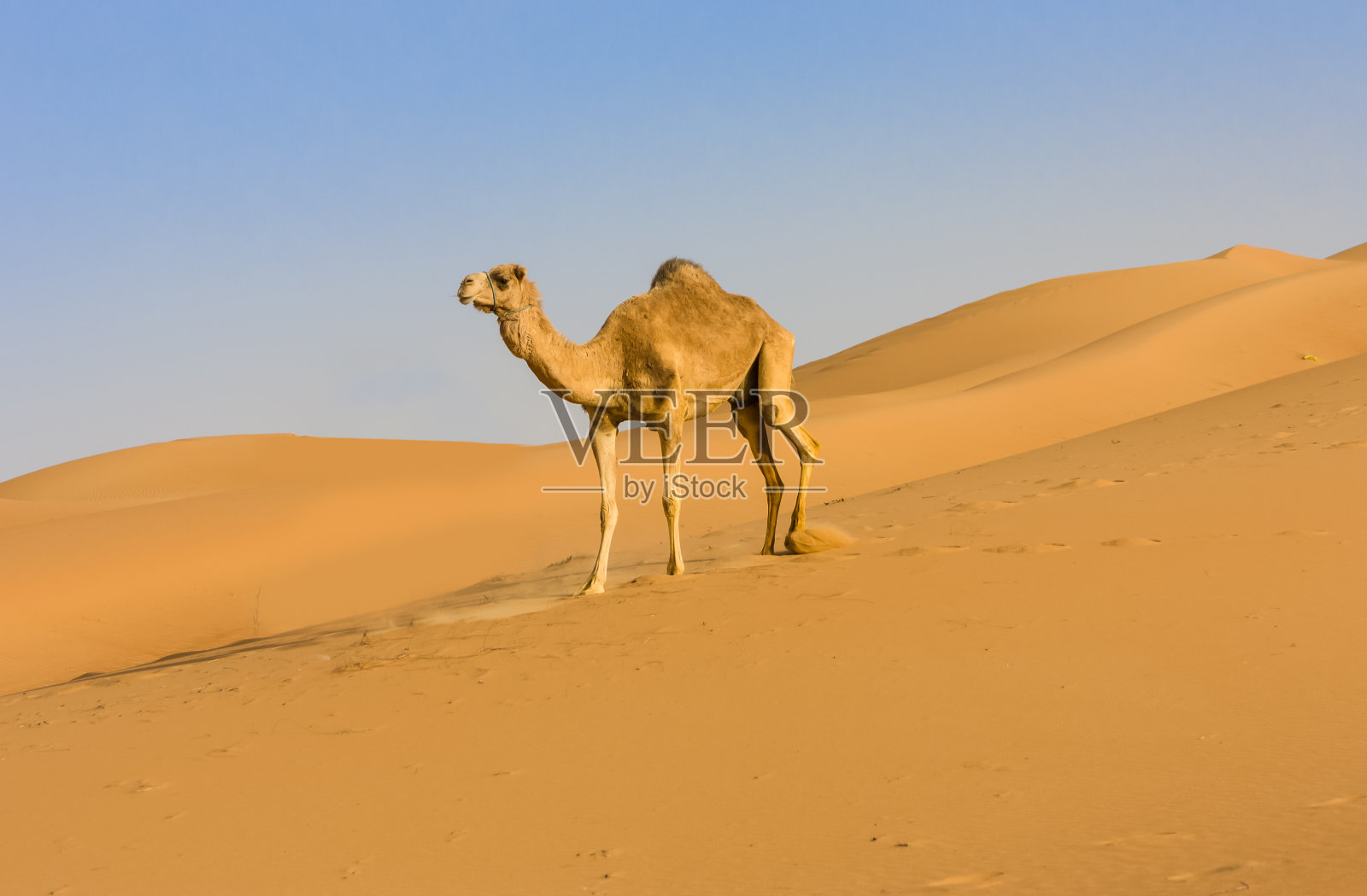 里瓦沙漠的骆驼照片摄影图片
