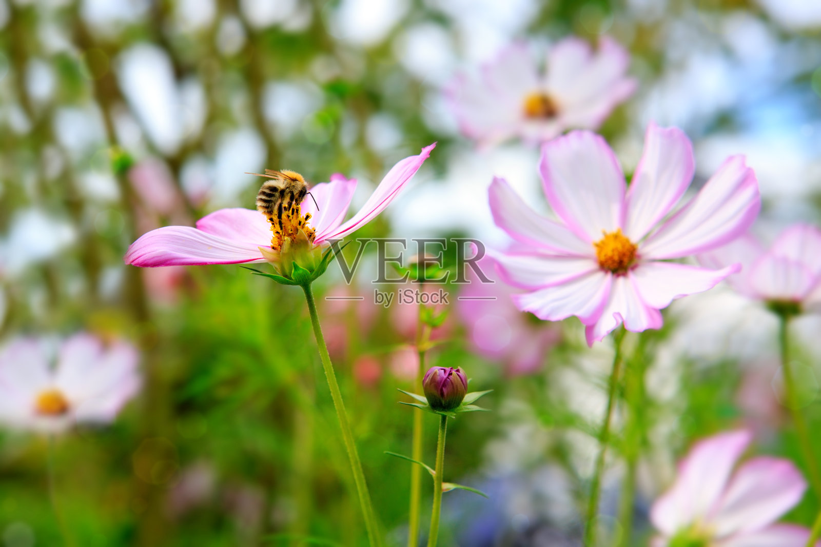 考斯玛花上的蜜蜂照片摄影图片