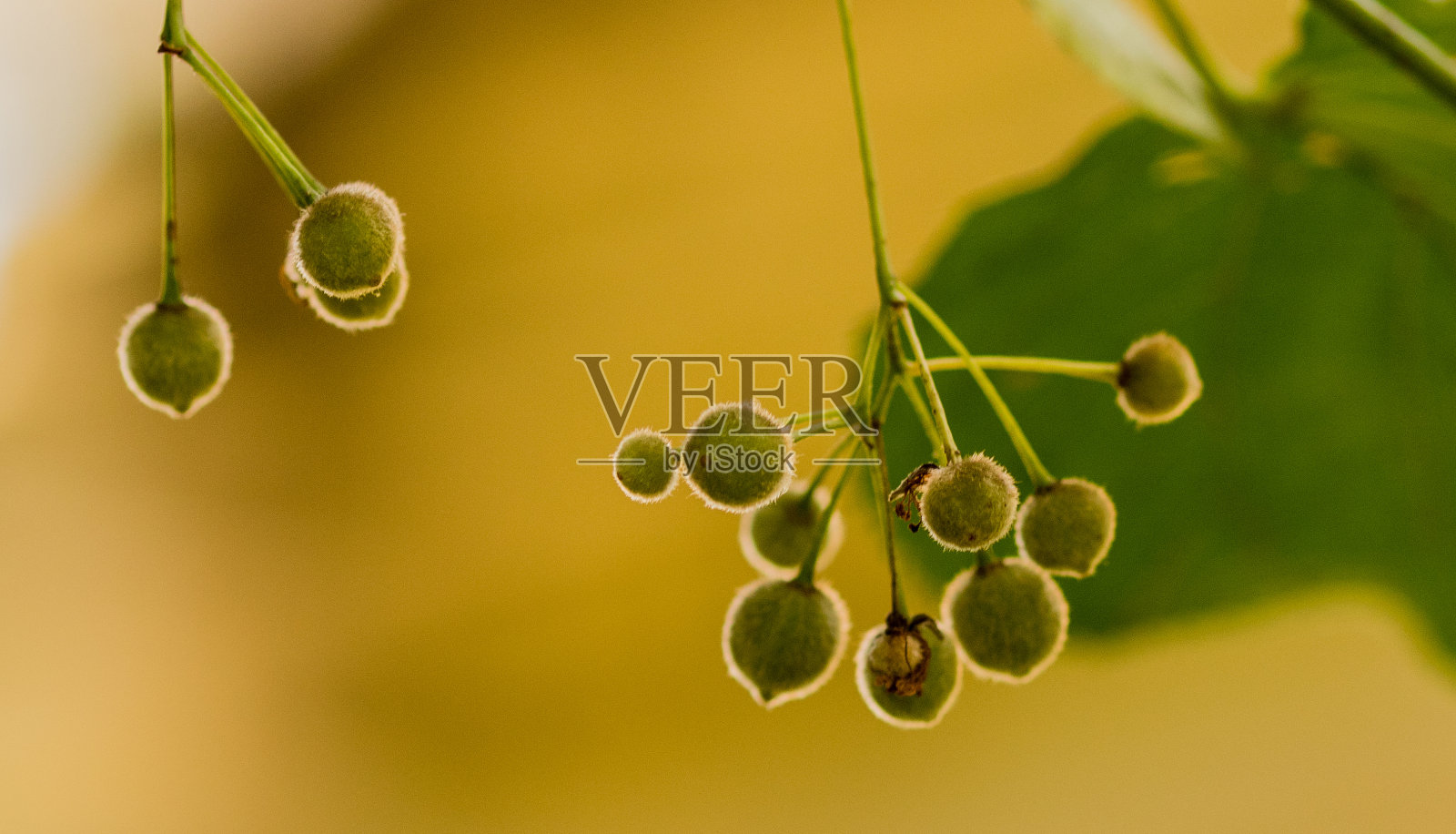 酸橙树种子照片摄影图片