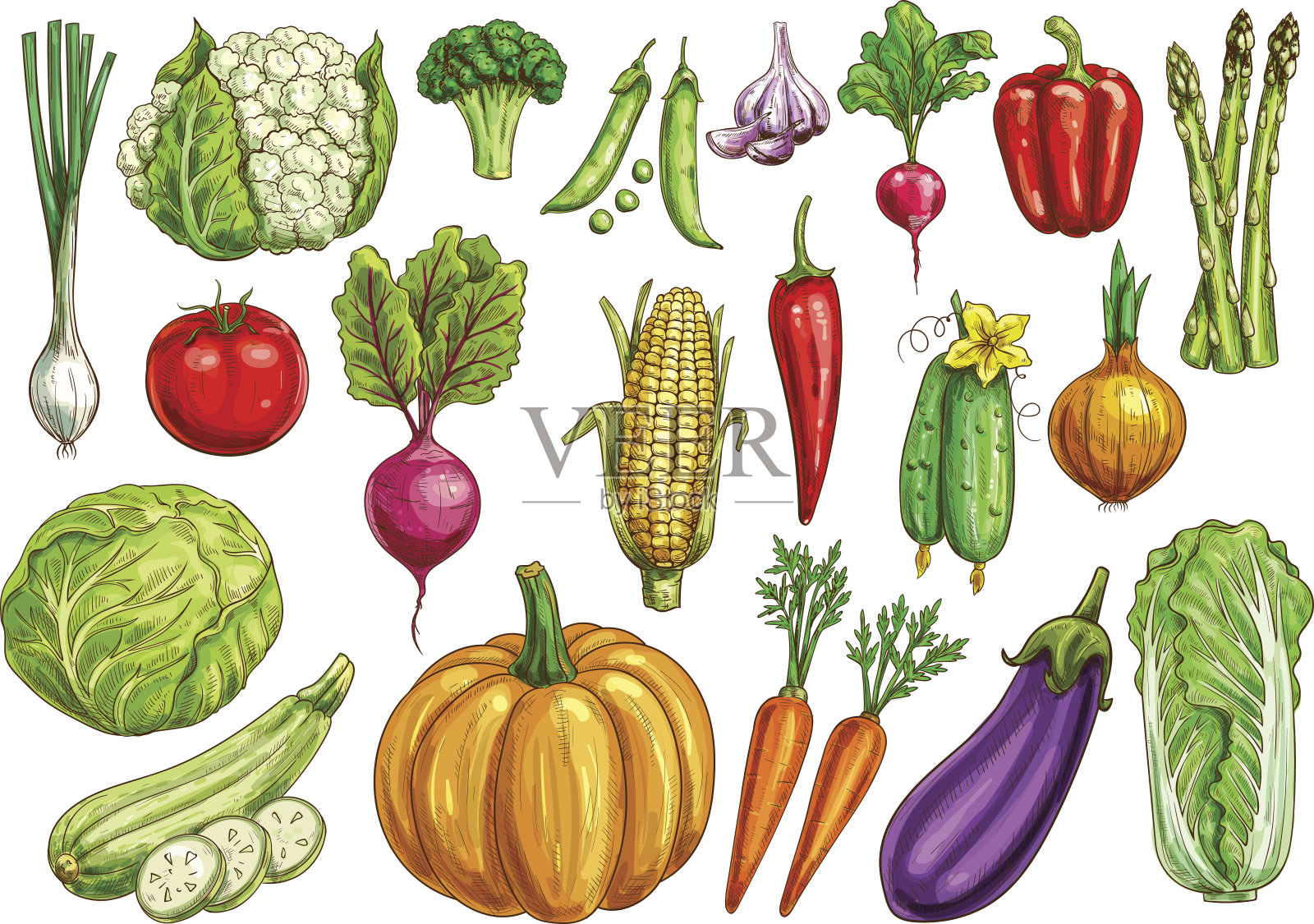蔬菜孤立素描设置与新鲜蔬菜设计元素图片