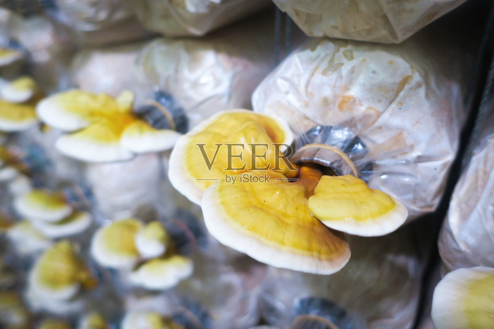 灵芝蘑菇，灵芝植物照片摄影图片