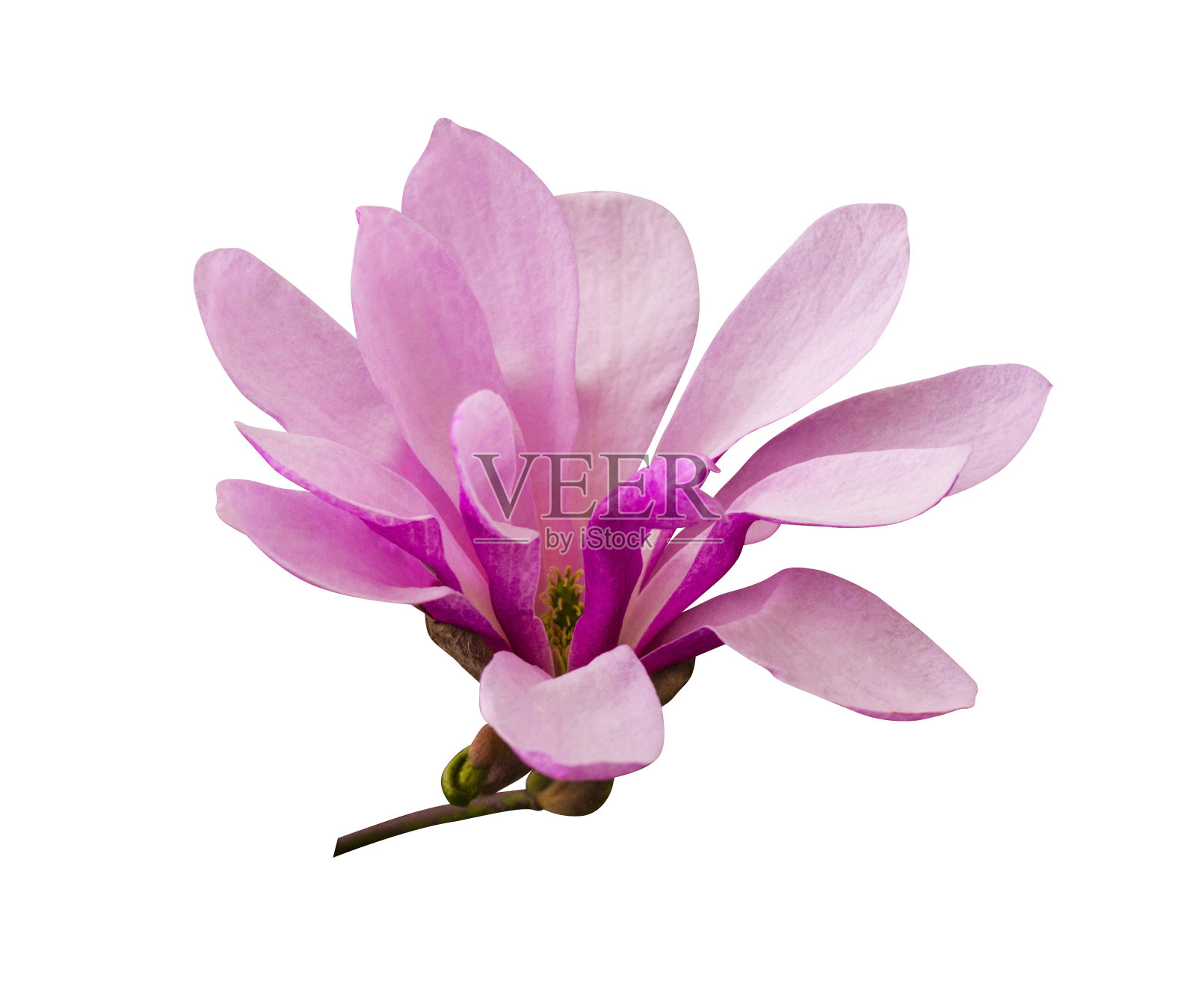 装饰少数玉兰花。粉红色的木兰花孤立在白色的背景上。木兰。木兰花。木兰的花枝，孤立在白色背景上照片摄影图片