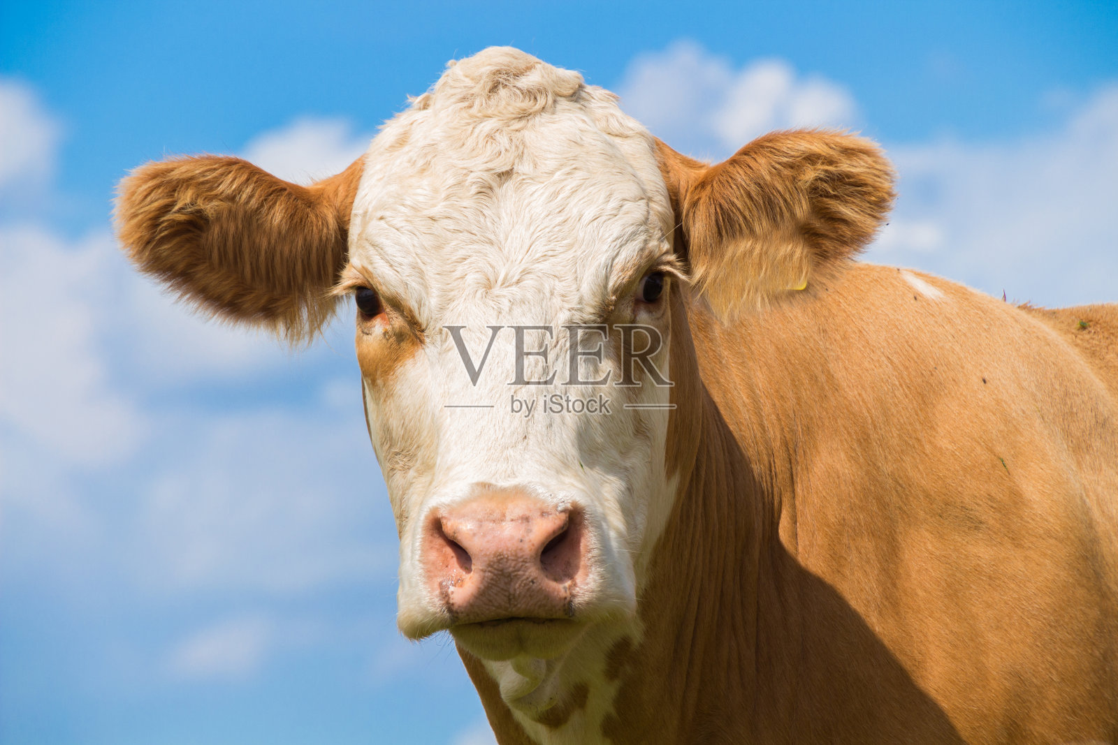 奶牛的脸像一个棕色的奶牛在牧场与蓝天在夏天照片摄影图片
