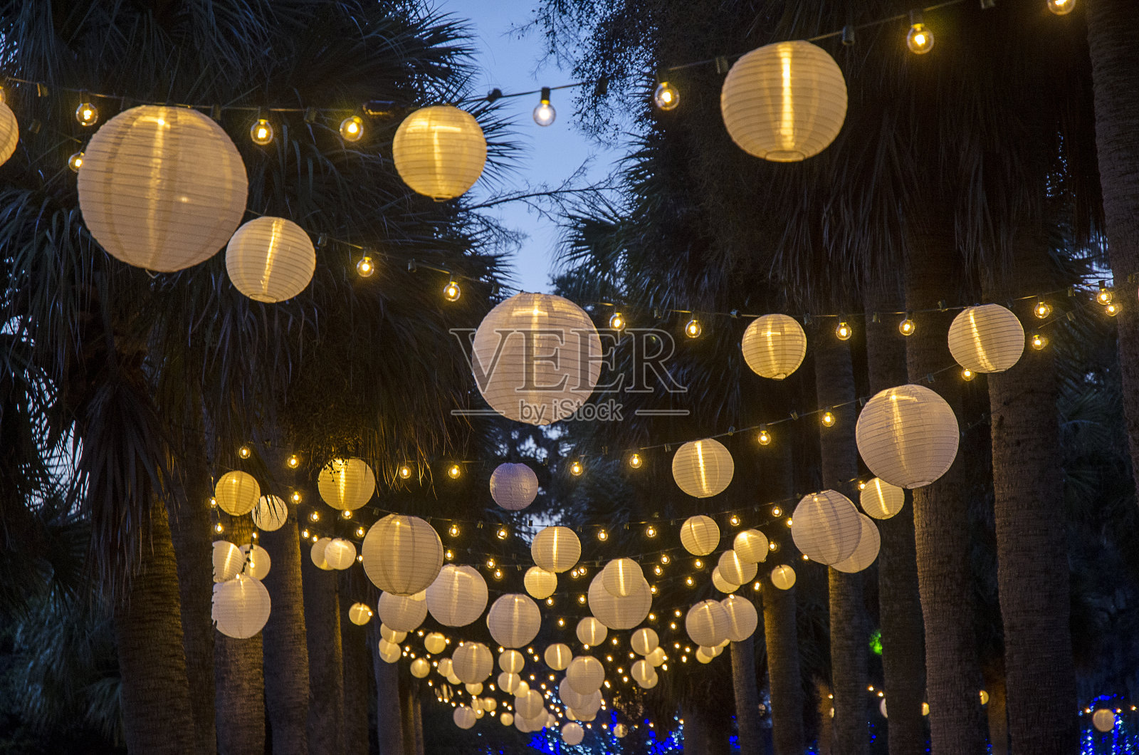 挂在棕榈树上的中国灯笼照片摄影图片