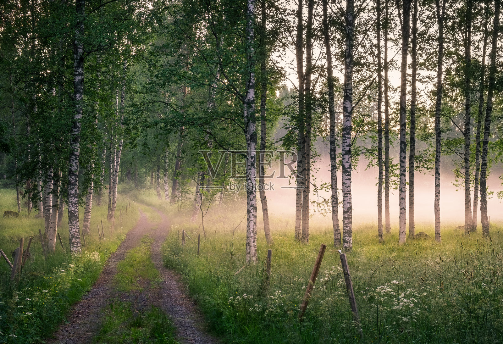 在芬兰的夏夜，田园诗般的道路和雾的风景照片摄影图片