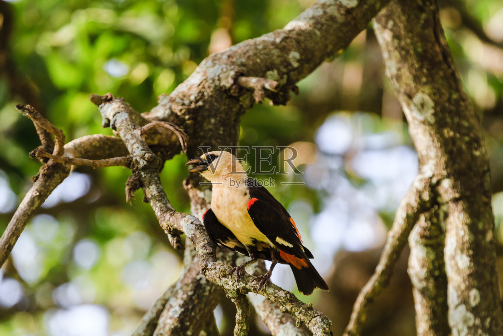 树上的Hangbird。坦桑尼亚、坦桑尼亚照片摄影图片