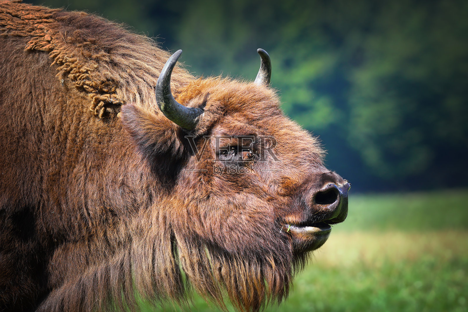 大型雄性欧洲野牛肖像照片摄影图片