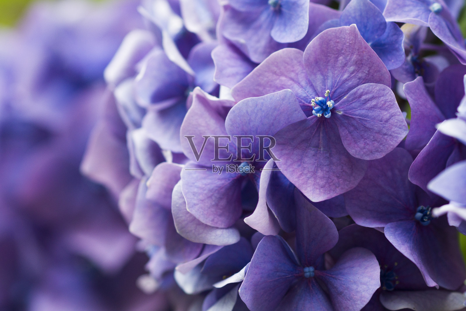 紫绣球花花照片摄影图片