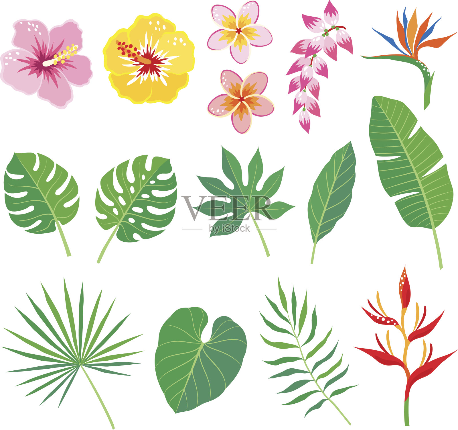 热带的叶子和花插画图片素材