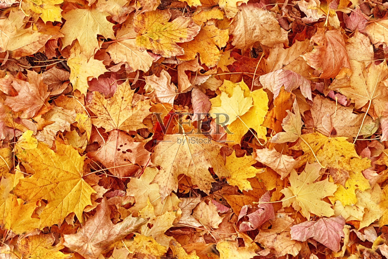 无缝秋叶背景照片摄影图片