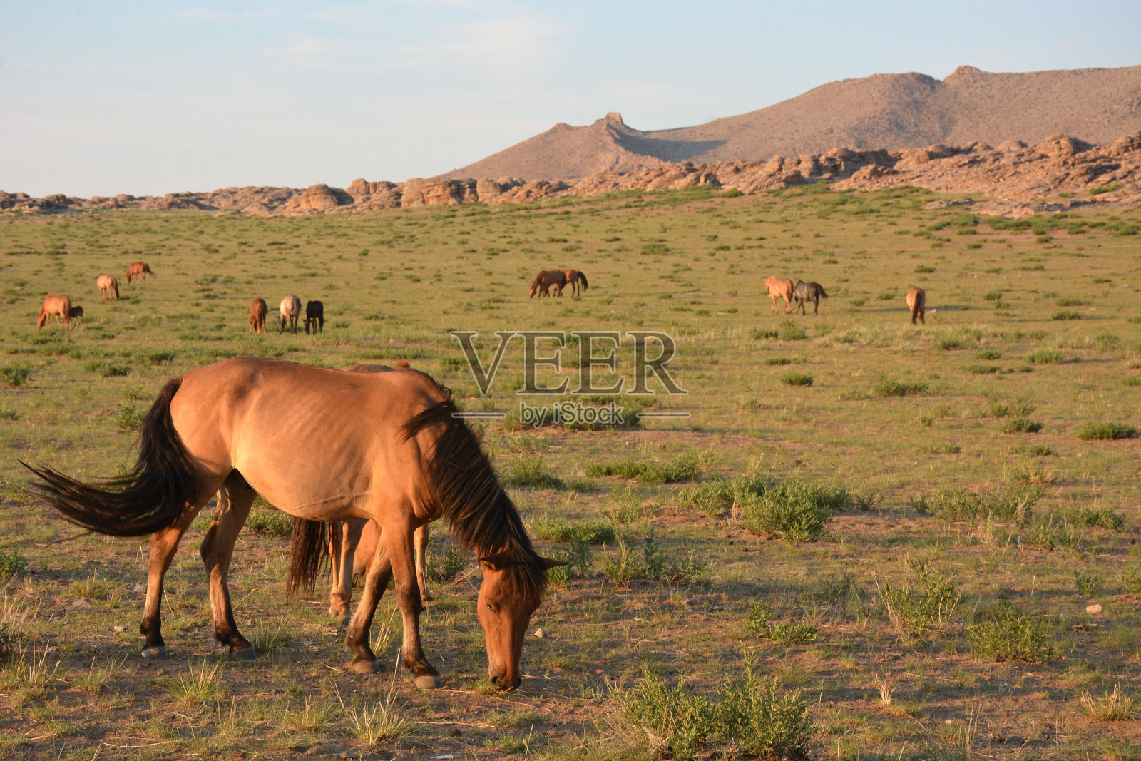 在蒙古放牧的马照片摄影图片