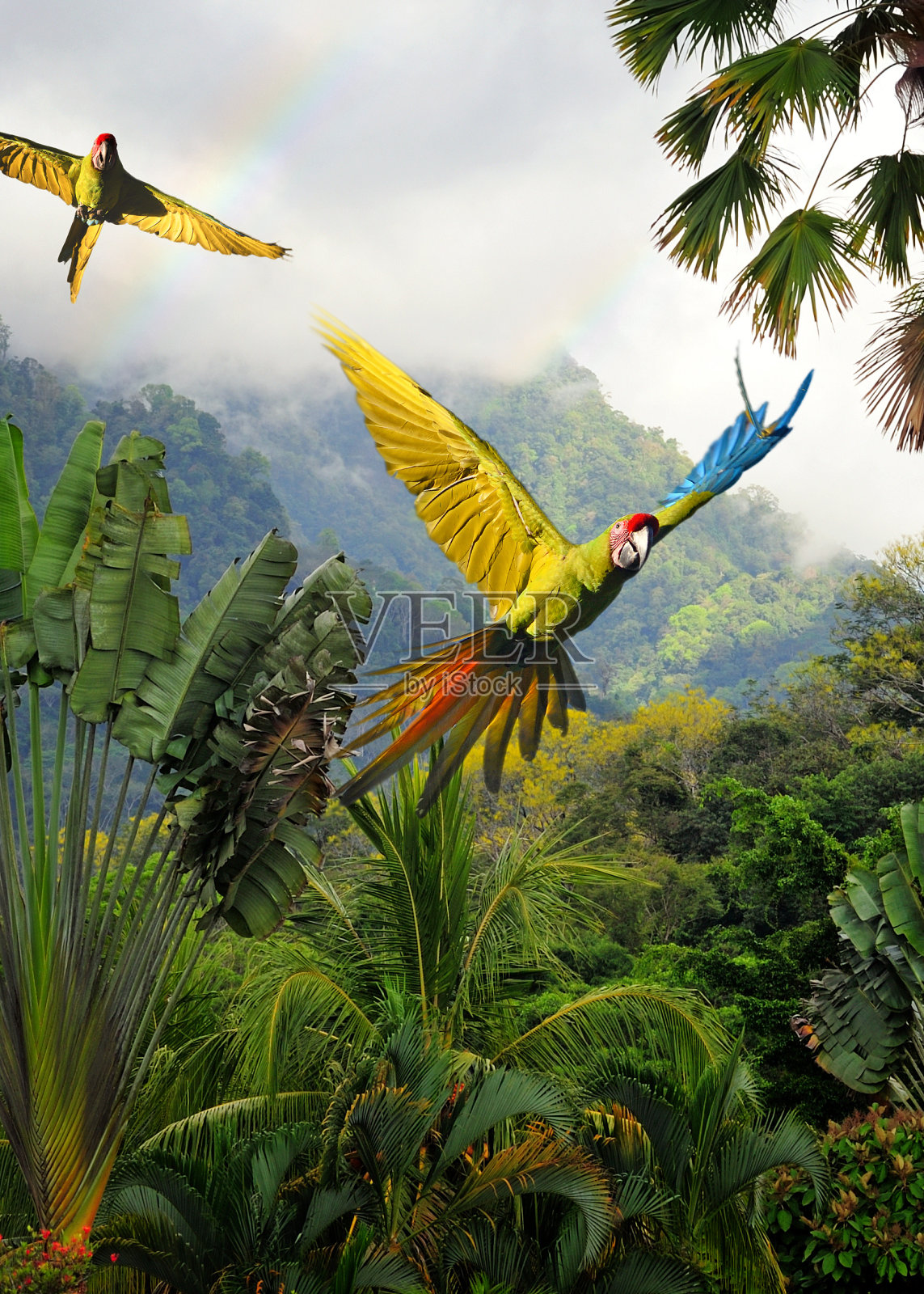 哥斯达黎加的绿色金刚鹦鹉照片摄影图片