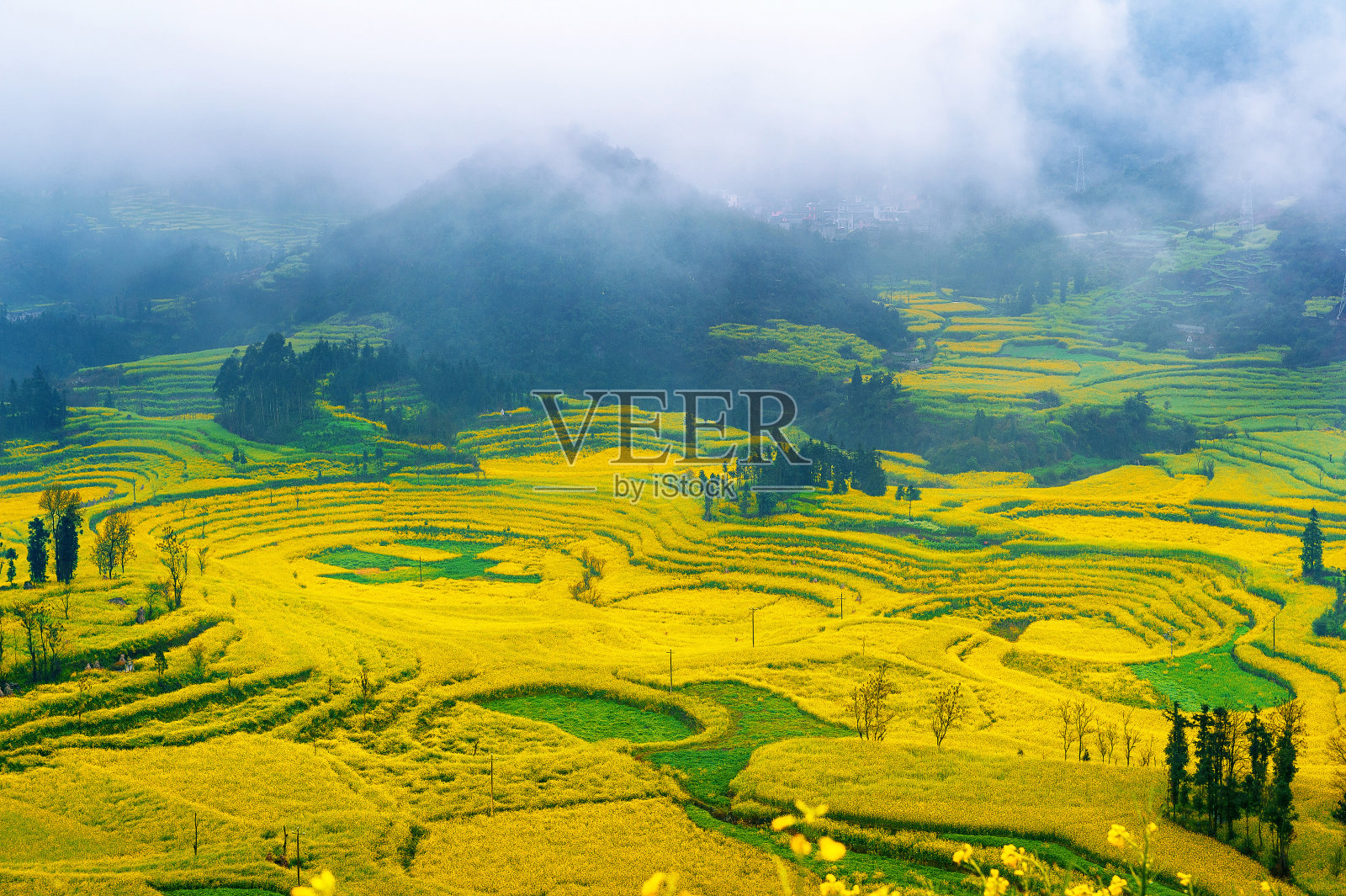 中国罗平晨雾中的油菜花田，油菜花田。照片摄影图片