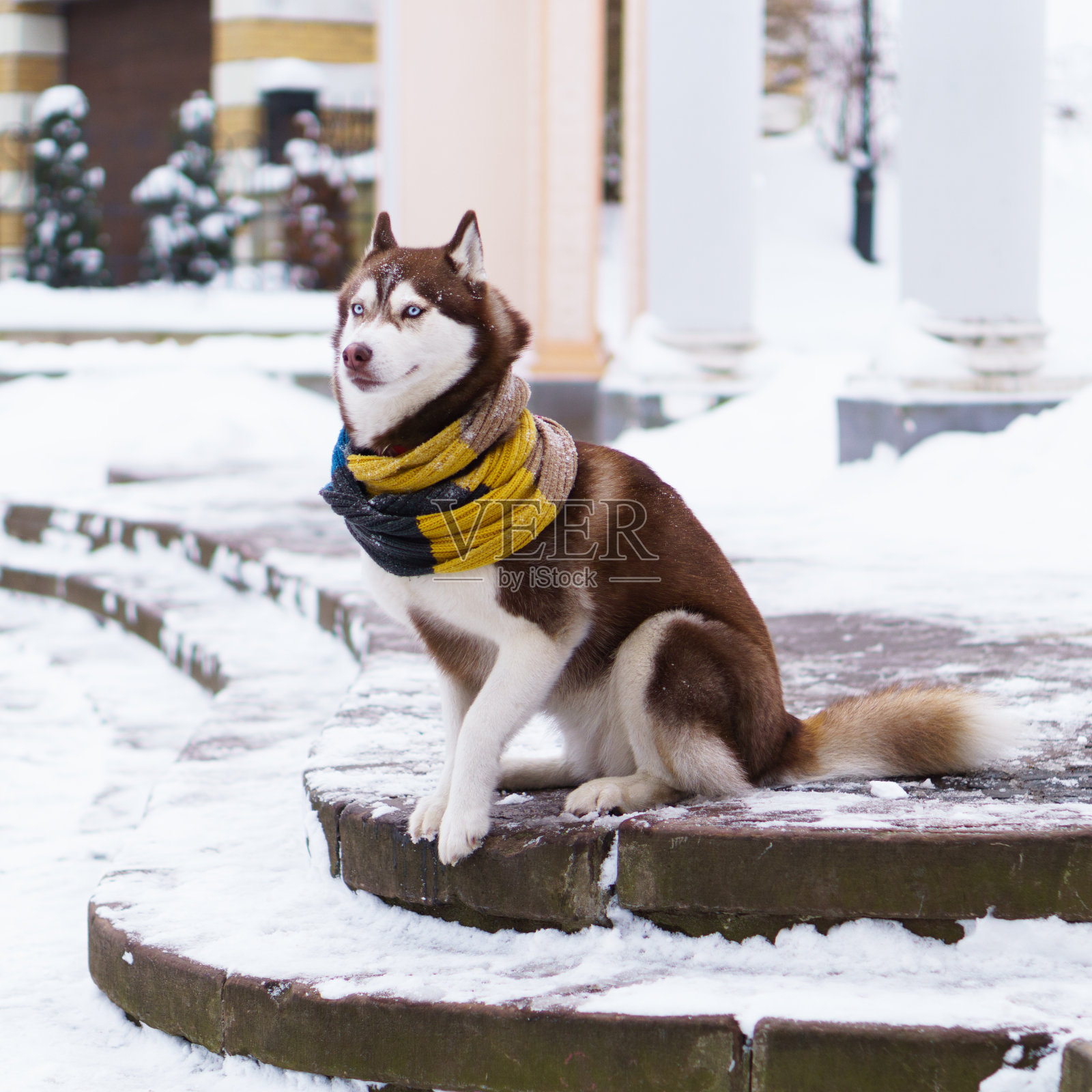 西伯利亚哈士奇小狗戴着红、黄、棕色的围巾坐在雪地上。冬天在市中心的城市公园，选择性聚焦，色调。照片摄影图片