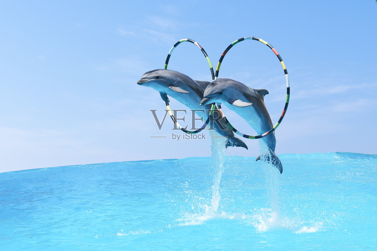 跳起来的是两只宽吻海豚。Tursiops truncatus)穿过环照片摄影图片