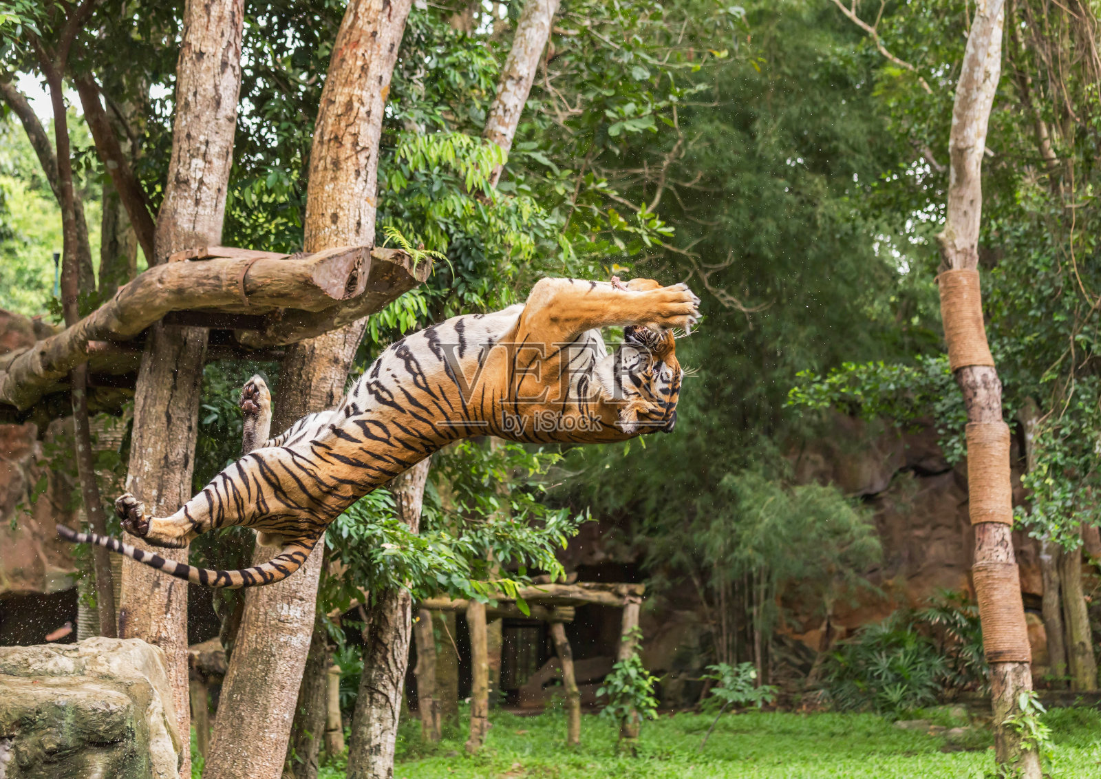 老虎饿了，在动作跳跃，翻筋斗向后抓住诱饵食物照片摄影图片