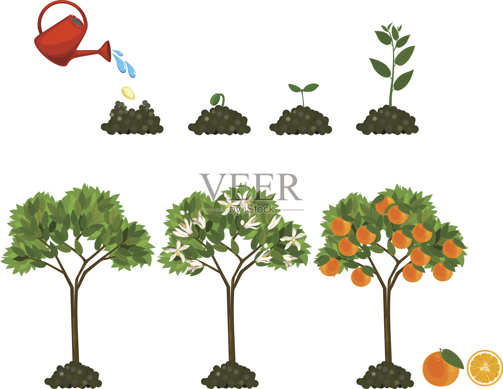 从种子生长到橘子树的植物。植物生命周期插画图片素材
