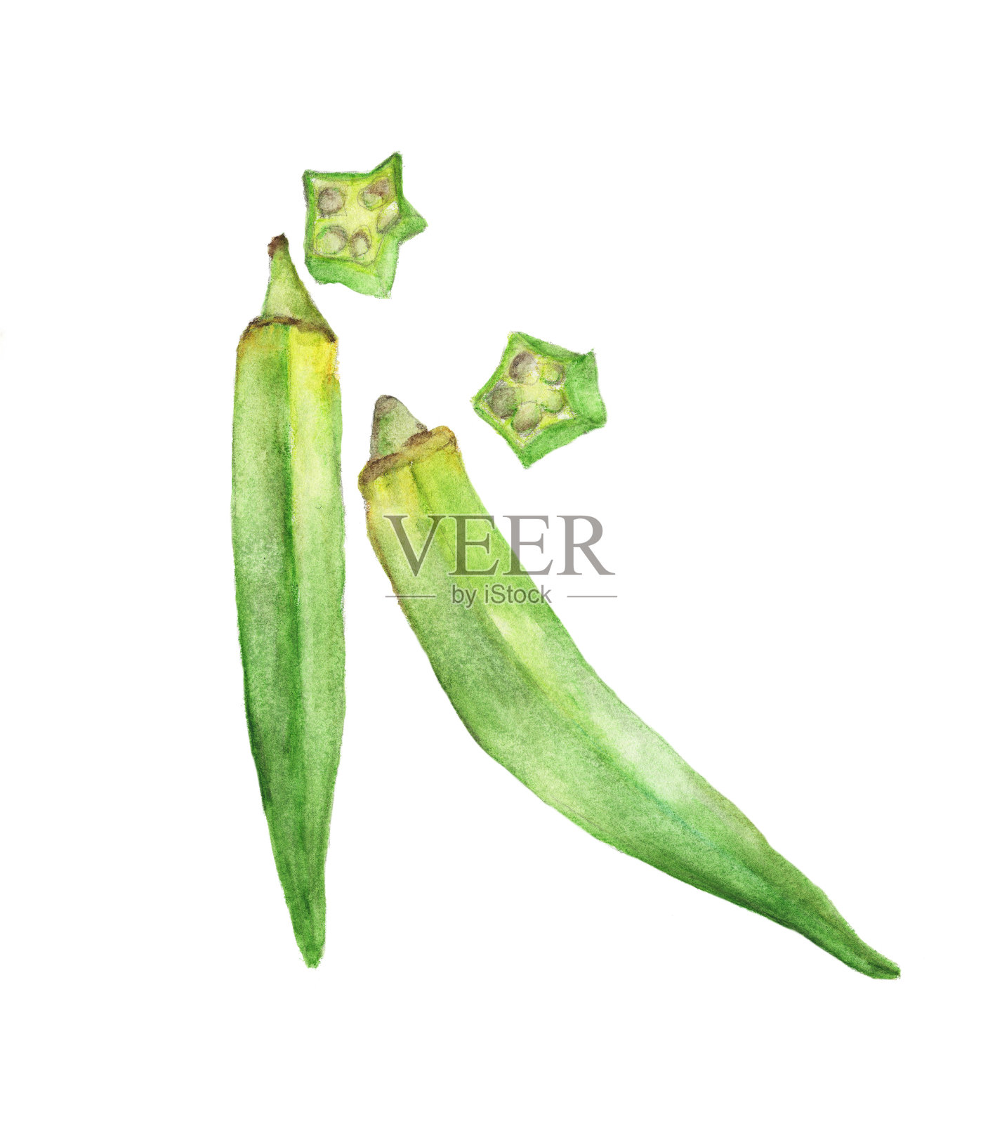 新鲜的秋葵或绿色玫瑰茄的水彩插图孤立在白色的背景，健康的蔬菜插画图片素材