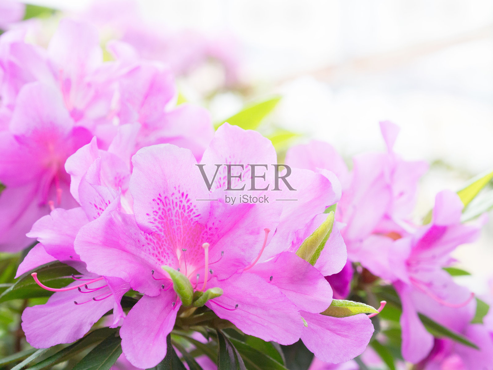花的背景与紫色的杜鹃花与地方为文本照片摄影图片