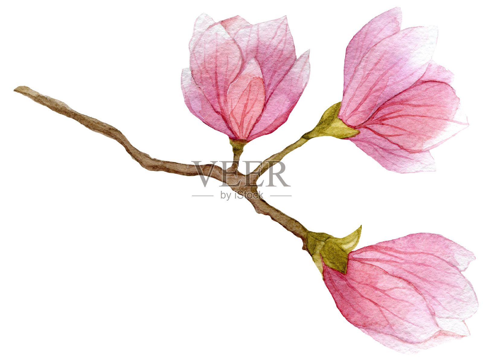 水彩画盛开的木兰树枝与三花。手绘植物插图。插画图片素材