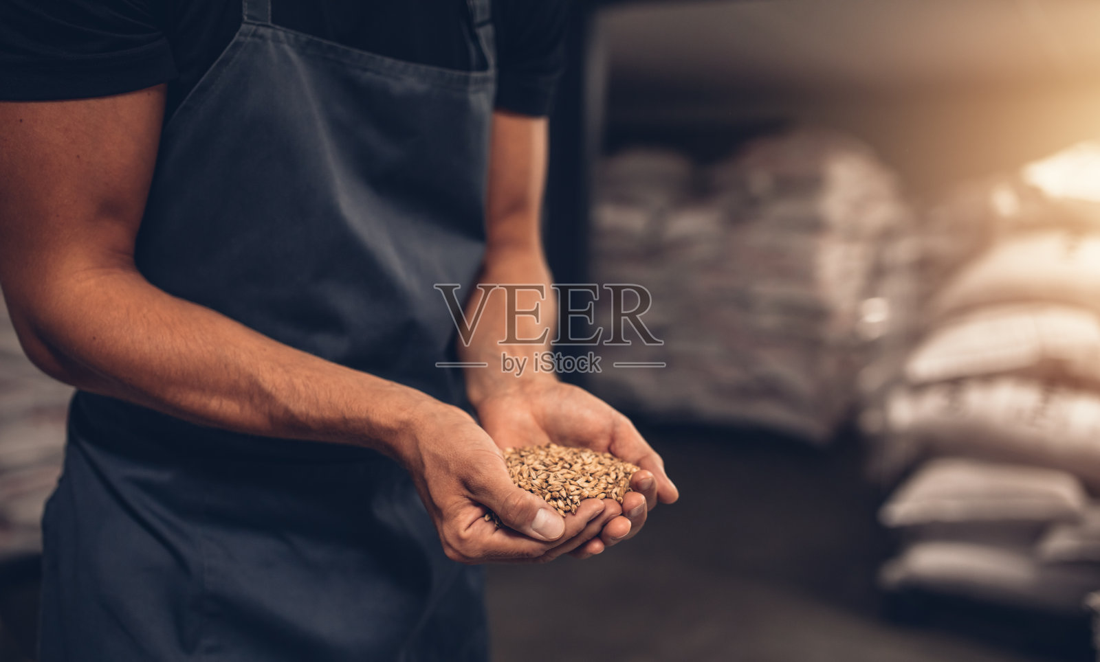 用大麦种子酿造大师的双手照片摄影图片