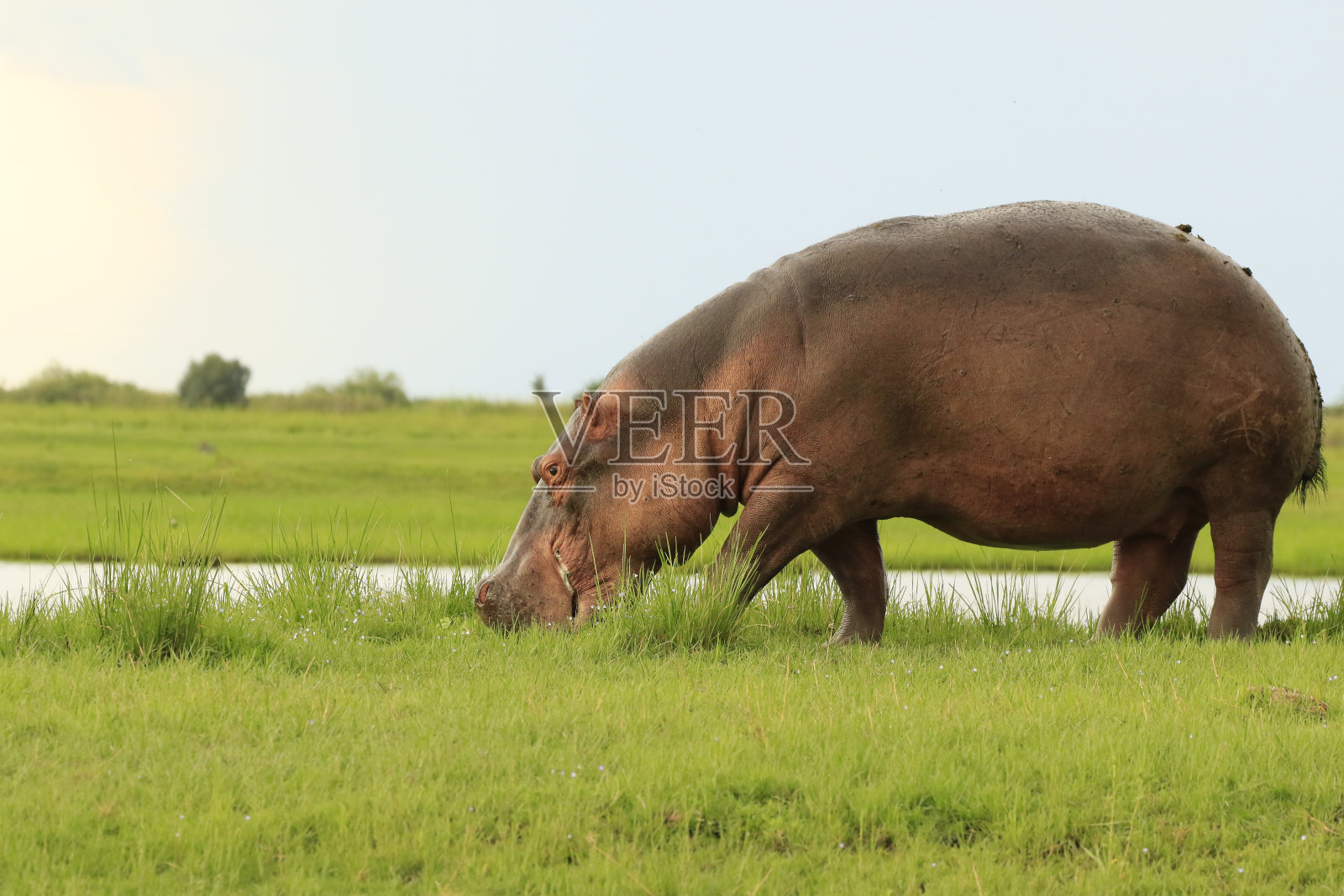 河马野生动物自然狩猎非洲河野生动物食草大草原照片摄影图片