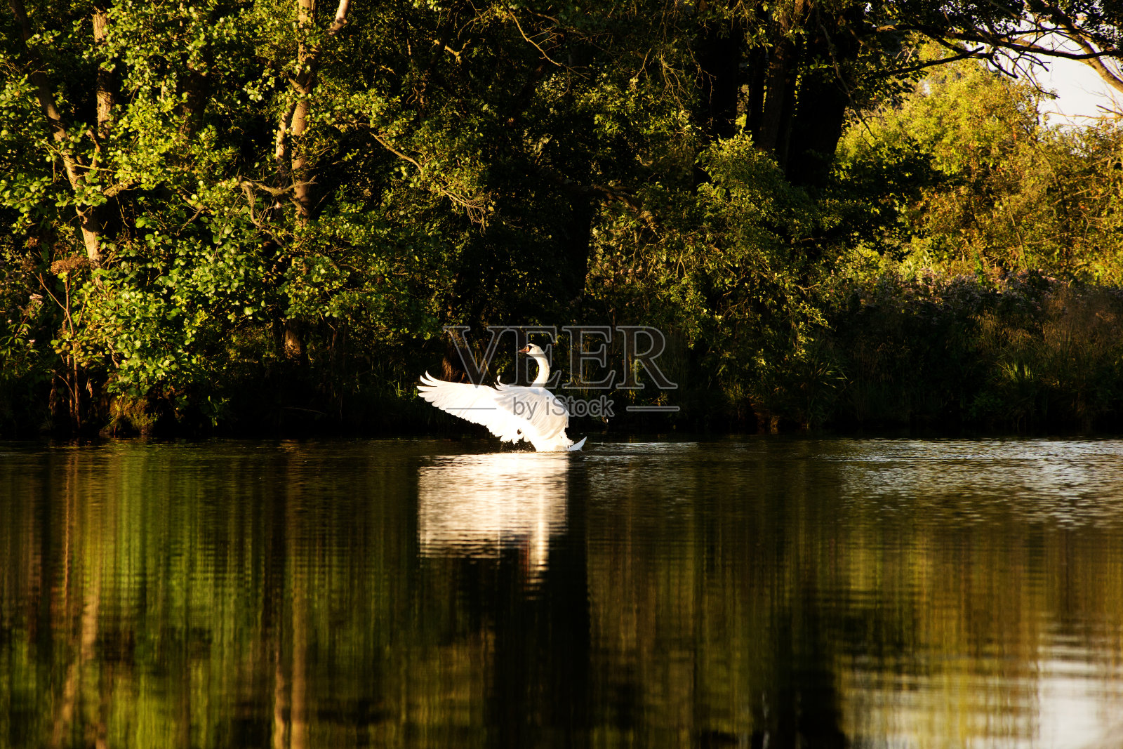 皮涅河晨光中的白天鹅照片摄影图片